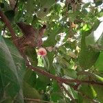 Syzygium samarangense Frutto