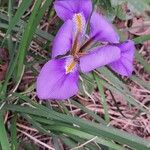 Iris unguicularis 花