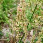 Rumex induratus ফল