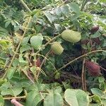 Guilandina bonduc Frukto