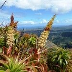 Dracophyllum verticillatum ᱛᱟᱦᱮᱸ