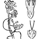 Cuscuta suaveolens Mosusu