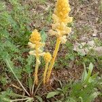 Orobanche flava Habit