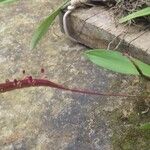 Bulbophyllum calyptratum Liść