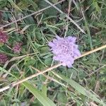 Scabiosa canescens फूल