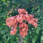 Koelreuteria paniculata Fruit