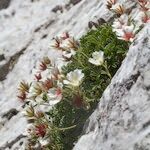 Potentilla clusiana Vekstform