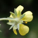 Potentilla × collina Flower