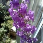 Linaria purpurea പുഷ്പം