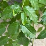 Podranea ricasoliana 葉