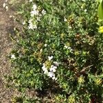 Thymus vulgaris Habit