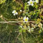 Ranunculus ololeucos Flor