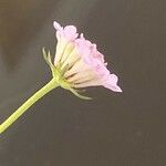 Scabiosa triandra Fula