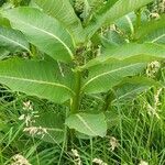 Asclepias purpurascens Leaf