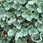 Medicago polymorpha Folio