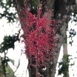 Barringtonia acutangula Flower