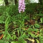 Dactylorhiza maculataFlower