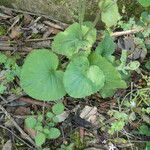 Doronicum pardalianches Leaf