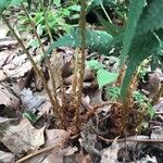 Dryopteris marginalis Bark