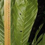 Meliosma donnellsmithii Leaf