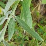 Chardinia orientalis Hoja