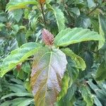 Ficus sur Blad