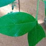 Ficus americana Leaf