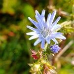 Cichorium endivia Flower