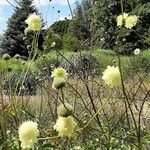 Cephalaria gigantea 叶