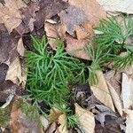 Lycopodium complanatum Blad