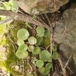 Umbilicus rupestrisLeaf