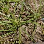 Littorella uniflora Habit