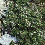 Salix helvetica Habitus
