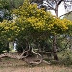 Acacia baileyana Hábitos