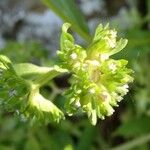 Valerianella locusta Blomst