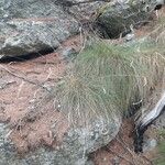 Festuca flavescens Hoja