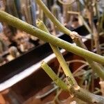 Euphorbia aphylla Corteza