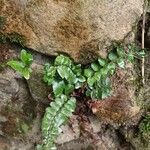 Hemionitis rotundifolia Blatt