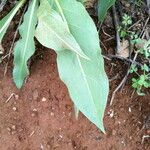 Wyethia angustifolia Hoja