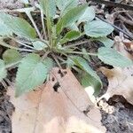 Viola sagittata Leaf