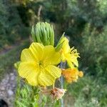 Oenothera biennisЦвят