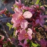 Prunus prostrata Virág