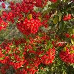 Pyracantha crenulataMeyve