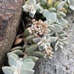 Polycarpaea nivea Flor