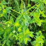 Euphorbia platyphyllos Foglia