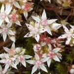 Sedum monregalense Blomma