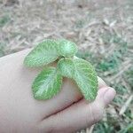 Episcia cupreata (Hook.) Hanst.List