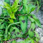 Persicaria lapathifolia Leaf