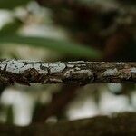 Rhododendron decorum Casca