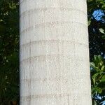 Roystonea regia Casca